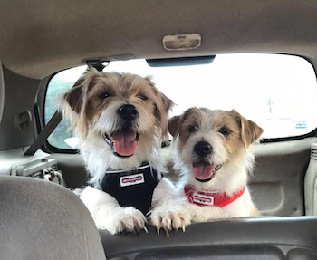 Happy adopted puppies Charlie and Whisky