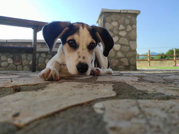 Happy adopted dog Luna