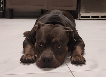 Happy adopted dog Mini